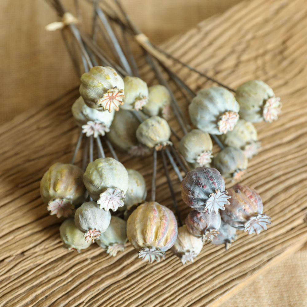6Heads Poppies Fruit Dried Flo - Dried Flower Bunch review and price