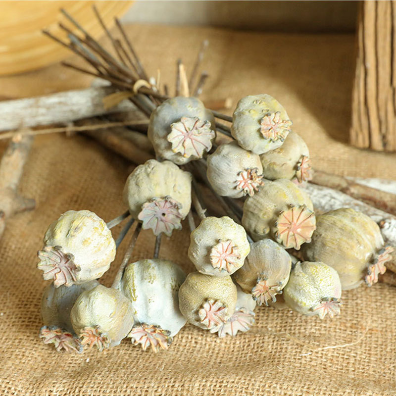6Heads Poppies Fruit Dried Flo - Dried Flower Bunch review and price