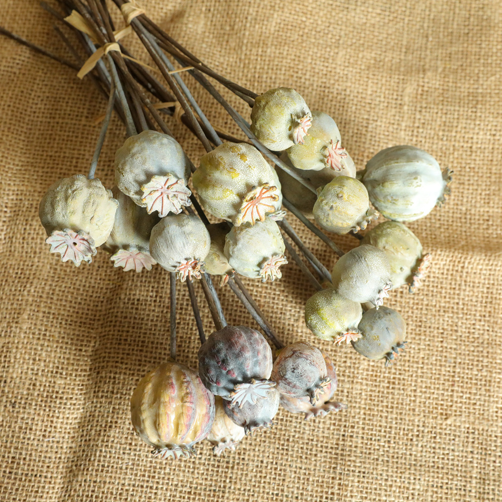 6Heads Poppies Fruit Dried Flo - Dried Flower Bunch review and price