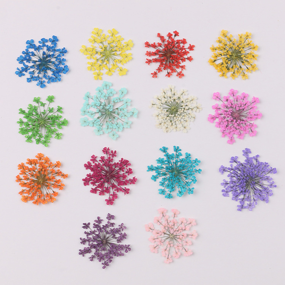 100Pcs Natural Plant Dried Flo - Dried Flower Bunch review and price