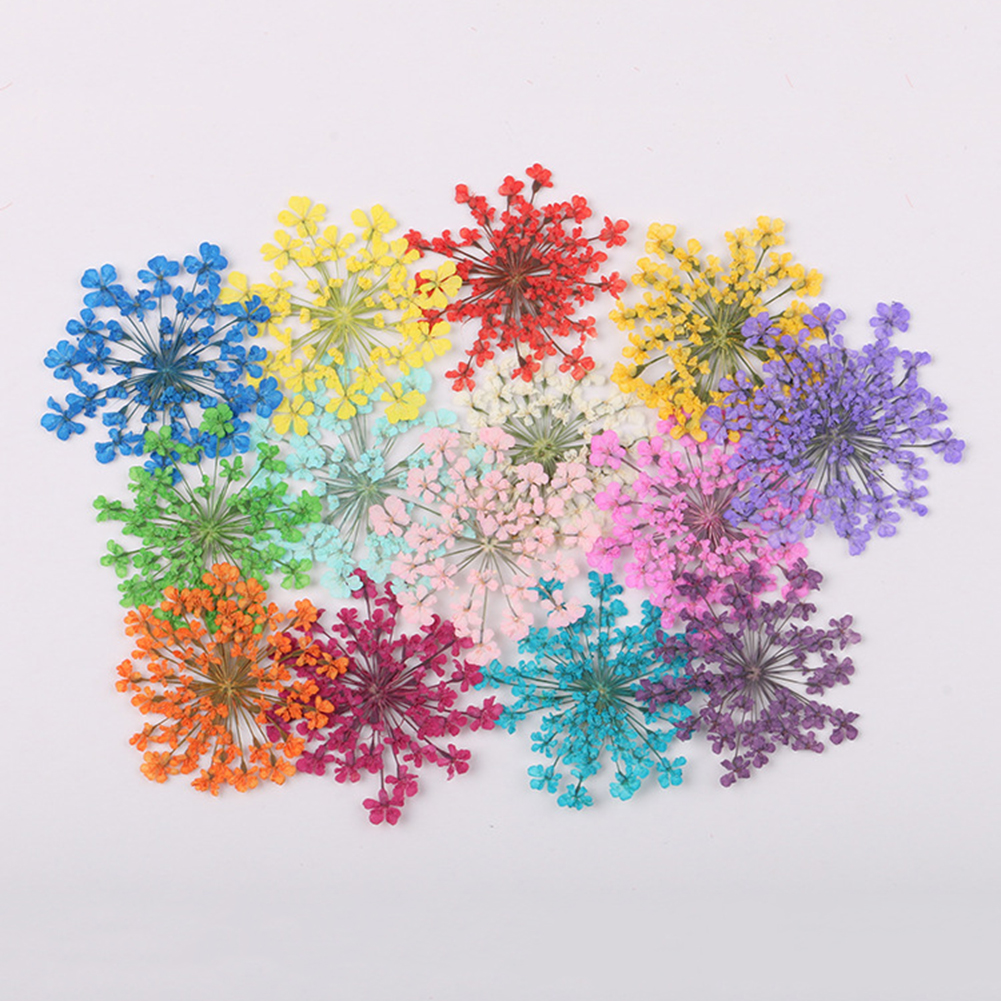 100Pcs Natural Plant Dried Flo - Dried Flower Bunch review and price