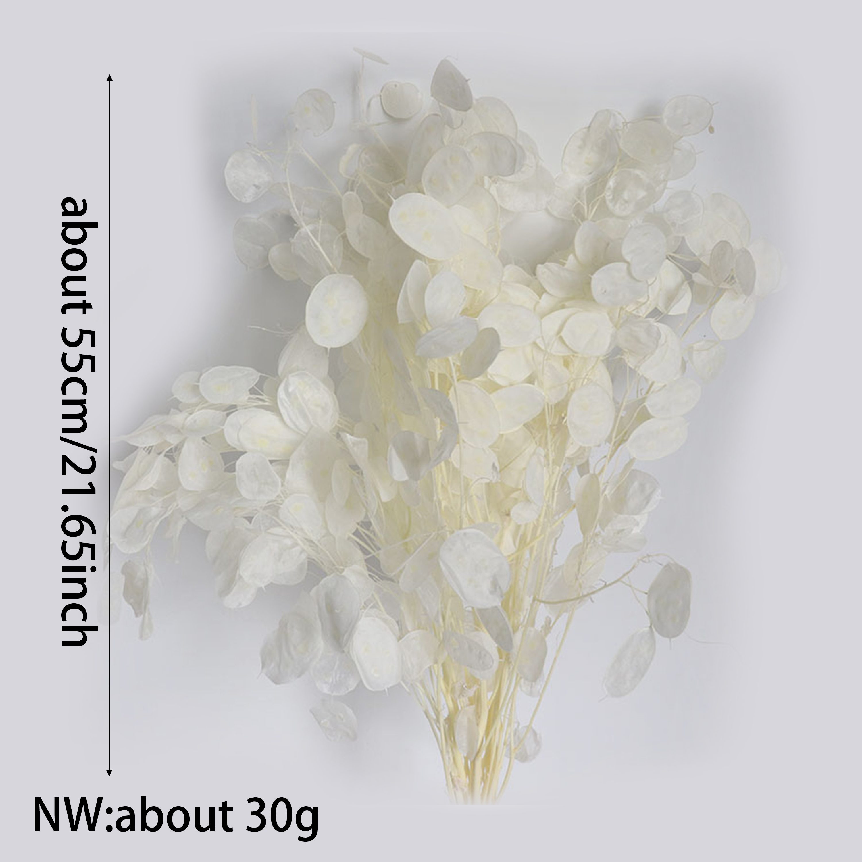 Preserved Lunaria Flowers for  - Eucalyptus Preserved review and price