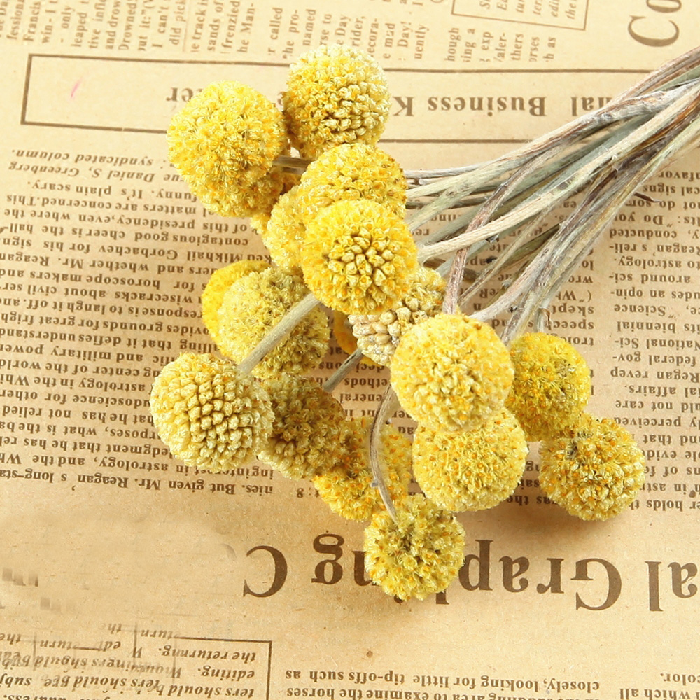 20pcs Natural dried Craspedia  - Dried Flower Bunch review and price