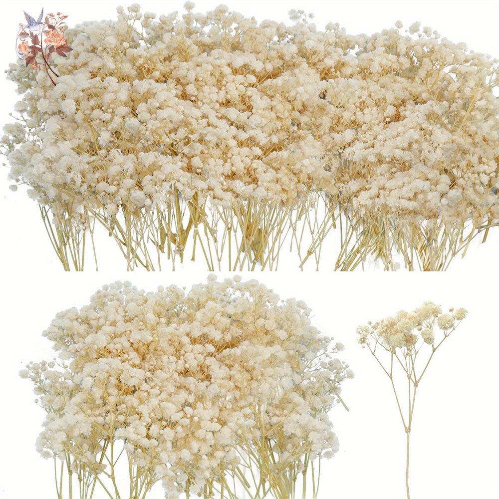 Mini Dried Gypsophila Flower D - Eucalyptus Preserved review and price