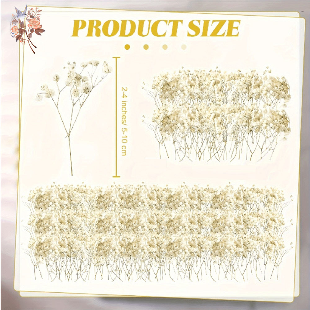 Mini Dried Gypsophila Flower D - Eucalyptus Preserved review and price