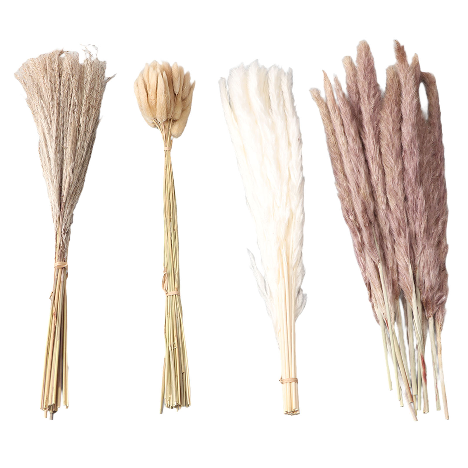 Natural Dried Pampas Grass Flu - Eucalyptus Preserved review and price