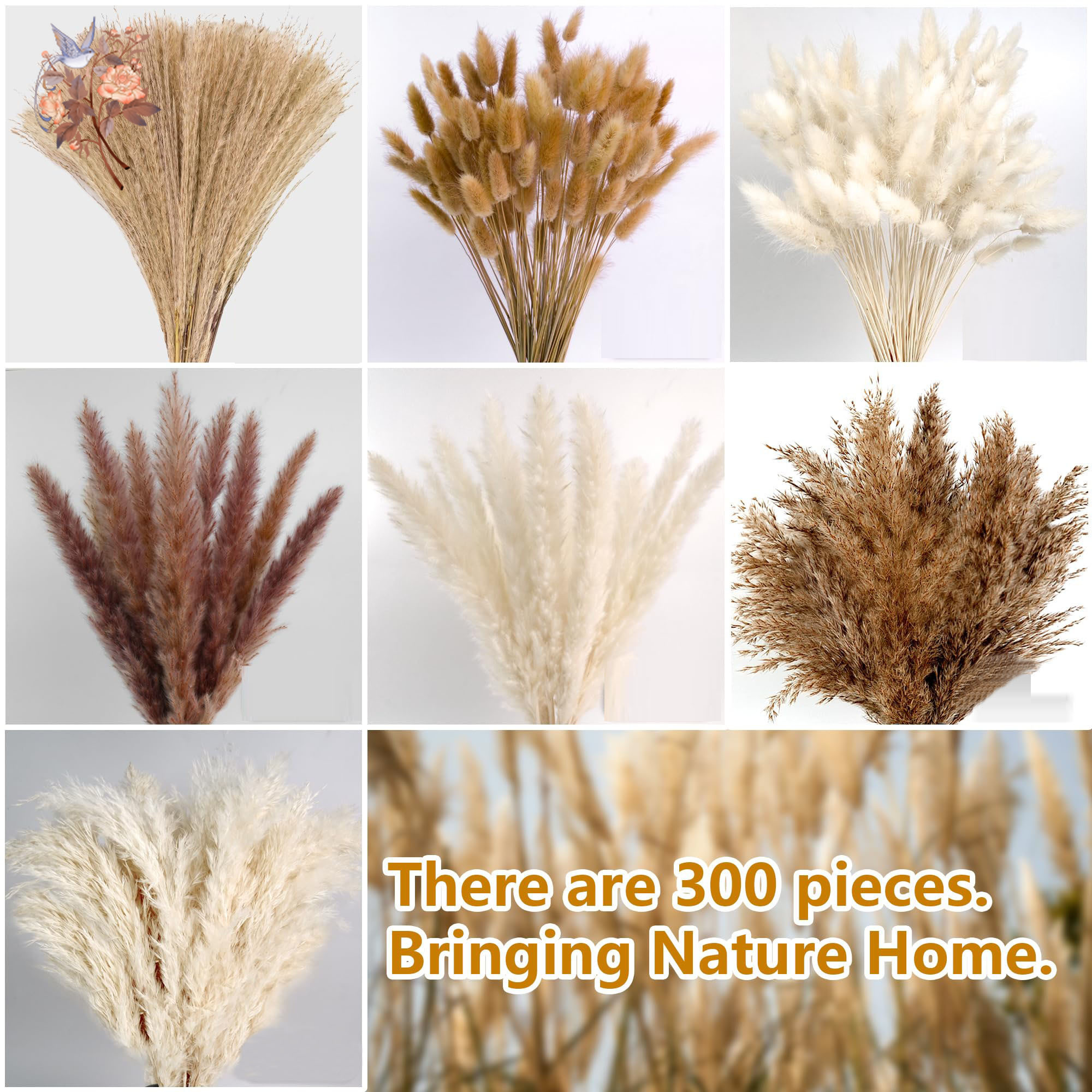 300Pcs Natural Large Pampas Gr - Eucalyptus Preserved review and price
