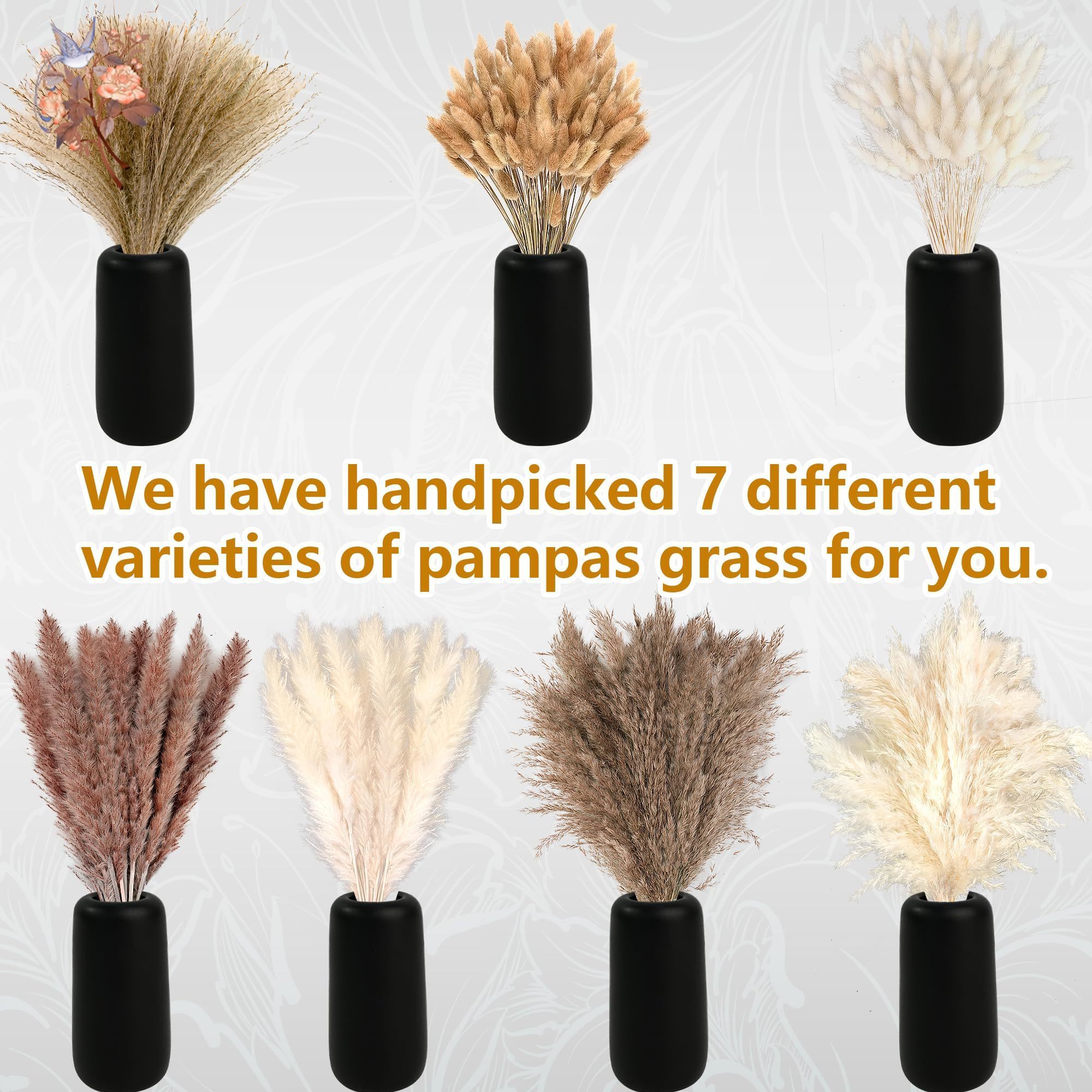 300Pcs Natural Large Pampas Gr - Eucalyptus Preserved review and price