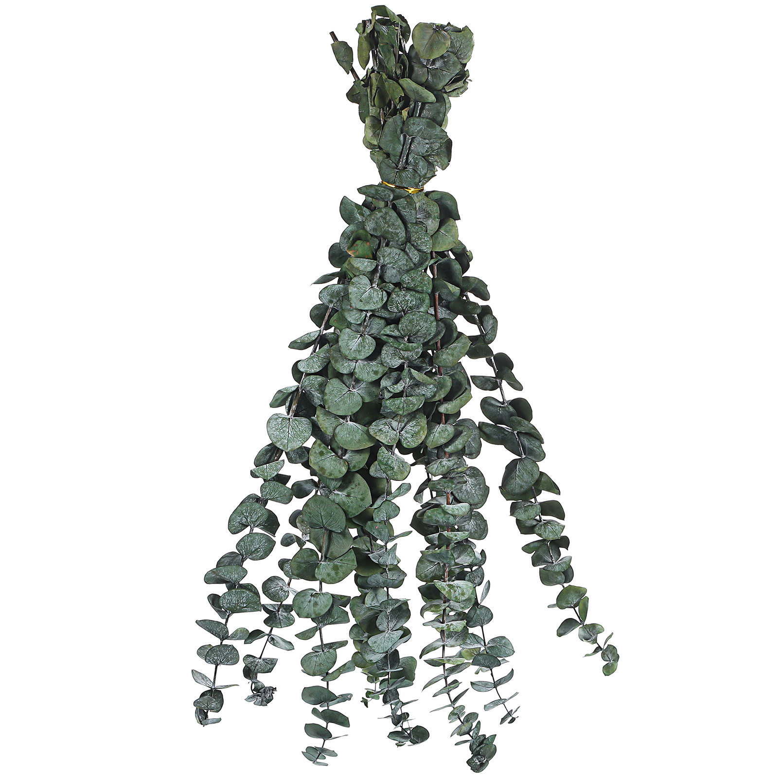 20 Pcs Eucalyptus Leaves Green - Eucalyptus Preserved review and price